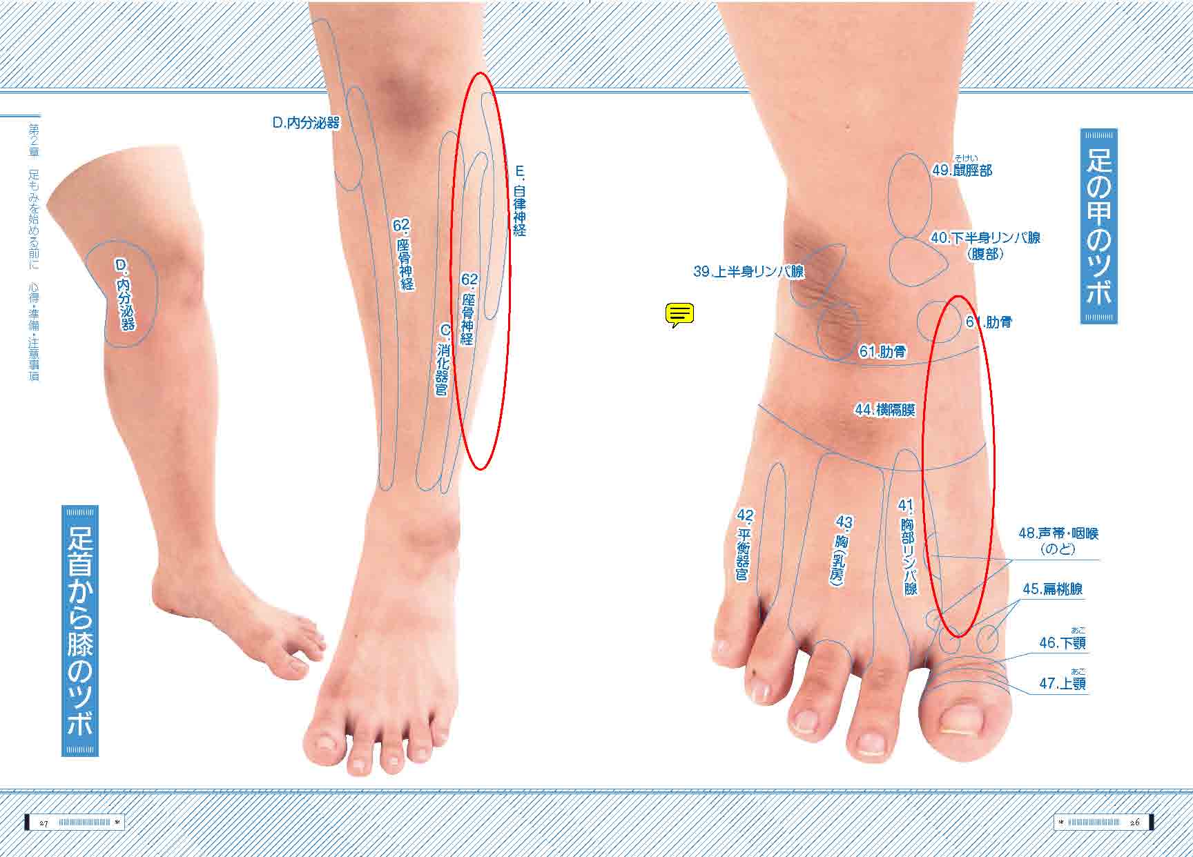 足 の 部位 名称 図